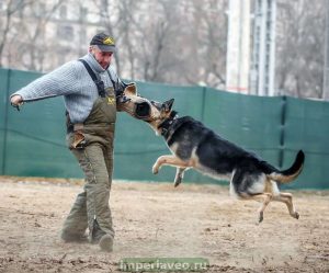 фото Восточно-европейские собаки