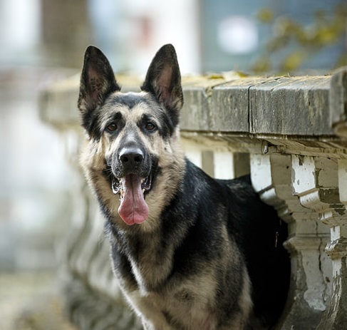 Международная выставка собак «Мемориал Мазовера» 13 июня 2021