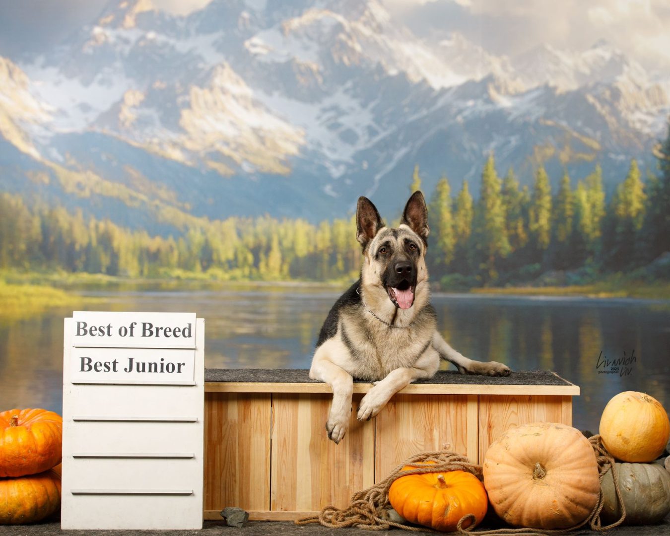 ХАРРИС ИЗ НОВОЙ ИМПЕРИИ — Юный Чемпион России